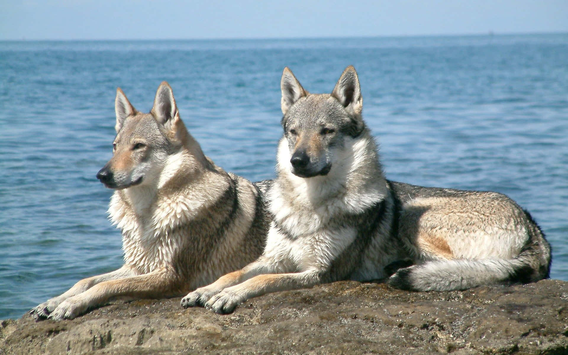 Wolf In Summer 桌布 壁紙 — 兩隻狼在晴朗天空下，於一塊陽光普照的岩石上平靜地休息，俯瞰著廣闊的藍色海洋。