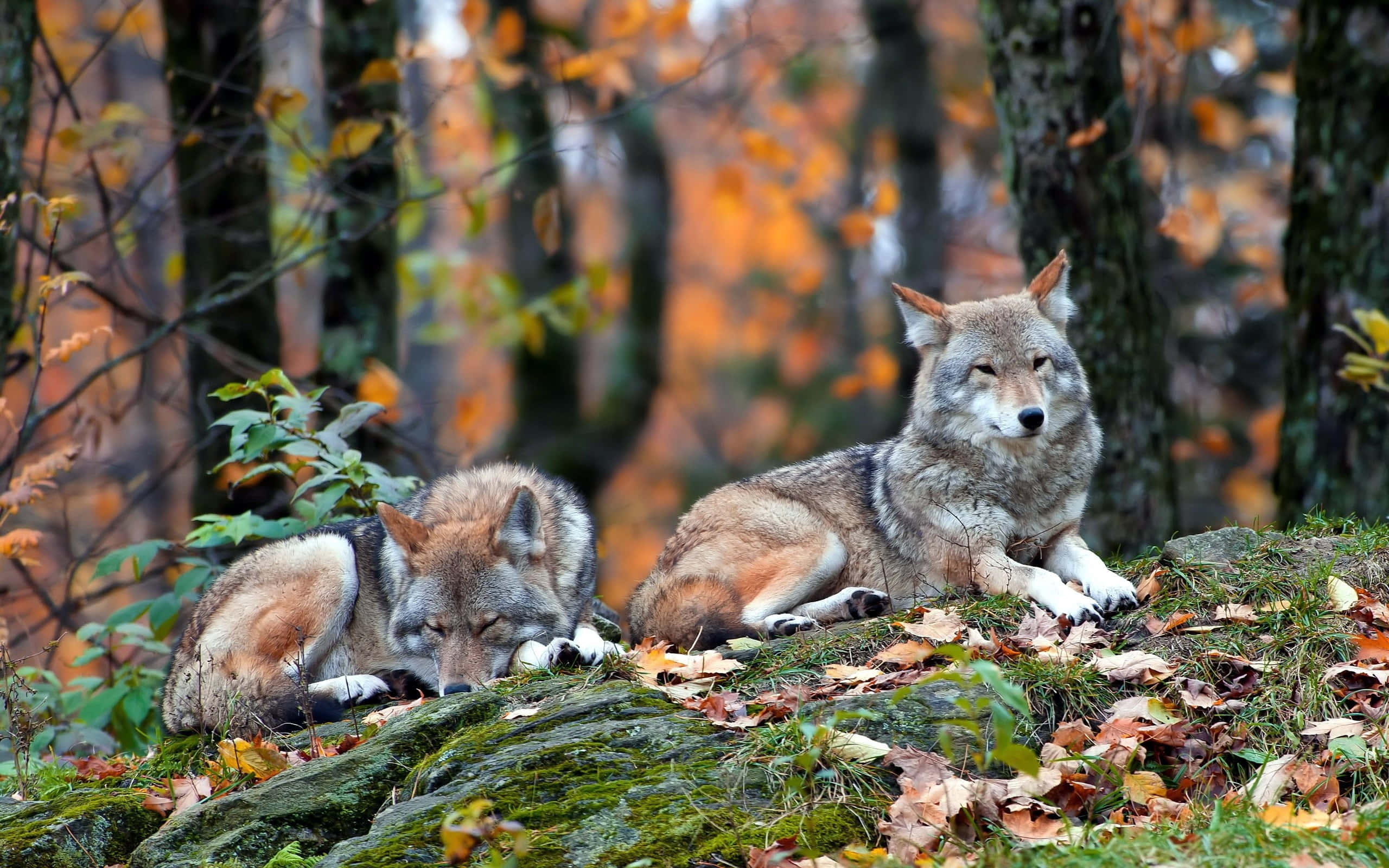 Wolf In Autumn 桌布 壁紙 — 兩隻狼在沐浴著金色秋葉的森林中，安詳地休息在一塊長滿苔蘚的石頭上。