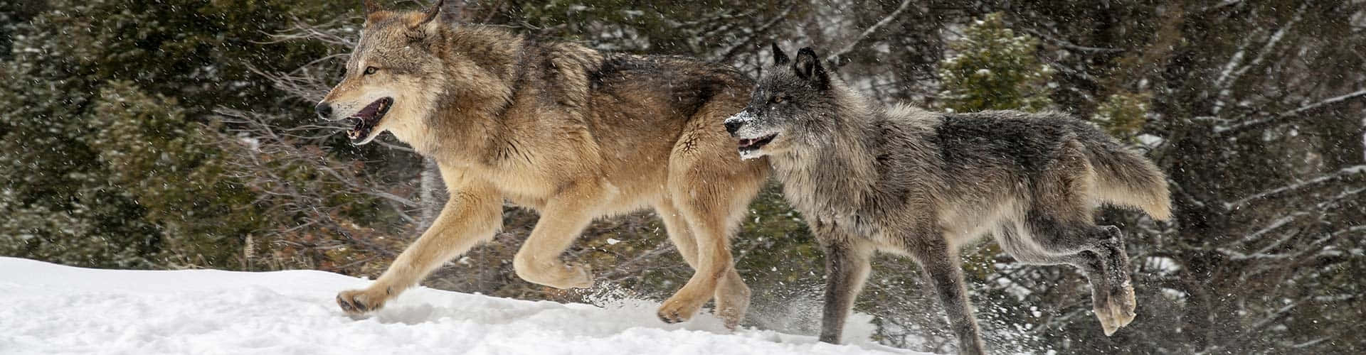 Hunting Wolves 桌布 壁紙 — 兩隻狼在深雪中奔馳，身後是白雪覆蓋的樹木。
