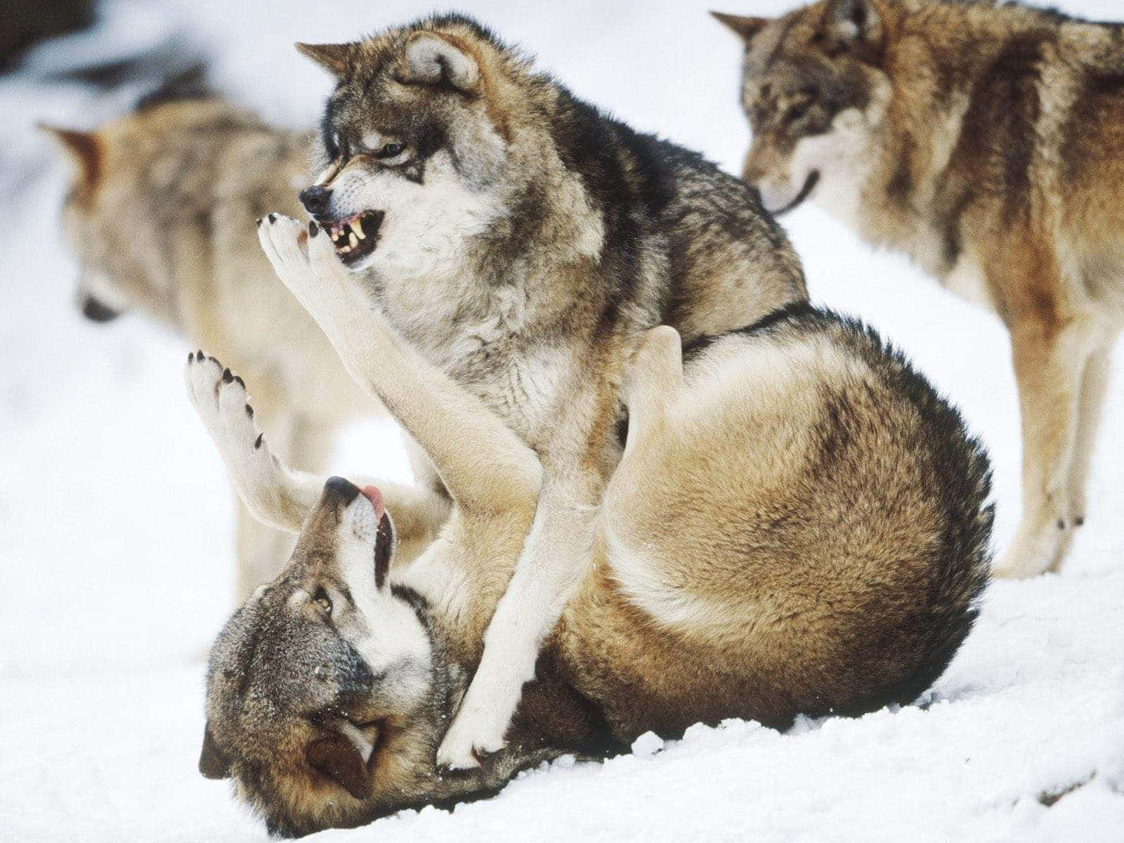 Alpha Wolf 桌布 壁紙 — 兩隻狼在深雪中嬉戲摔跤，其他狼在附近觀看，構成冬日場景。