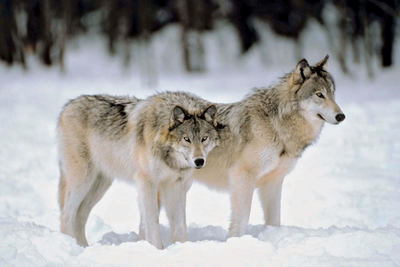 Wolf In Forest 桌布 壁紙 — 兩隻狼在深雪中警覺地站立，身後是模糊的森林樹木。
