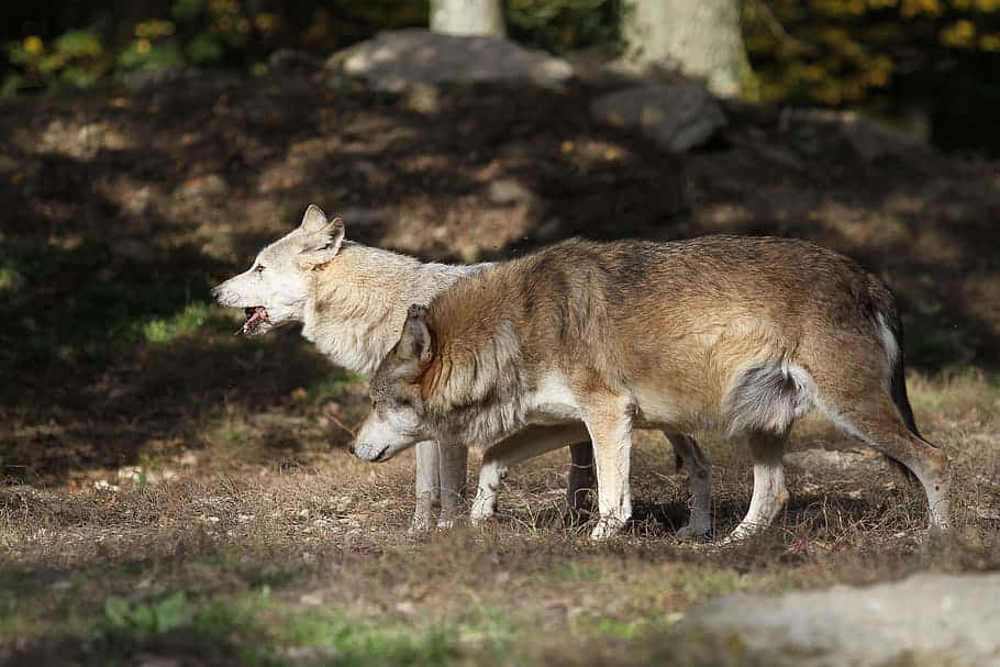 Timber Wolf 桌布 壁紙 — 兩隻狼在陽光明媚的森林空地中警覺地站著，斑駁的陰影和秋天的樹葉。