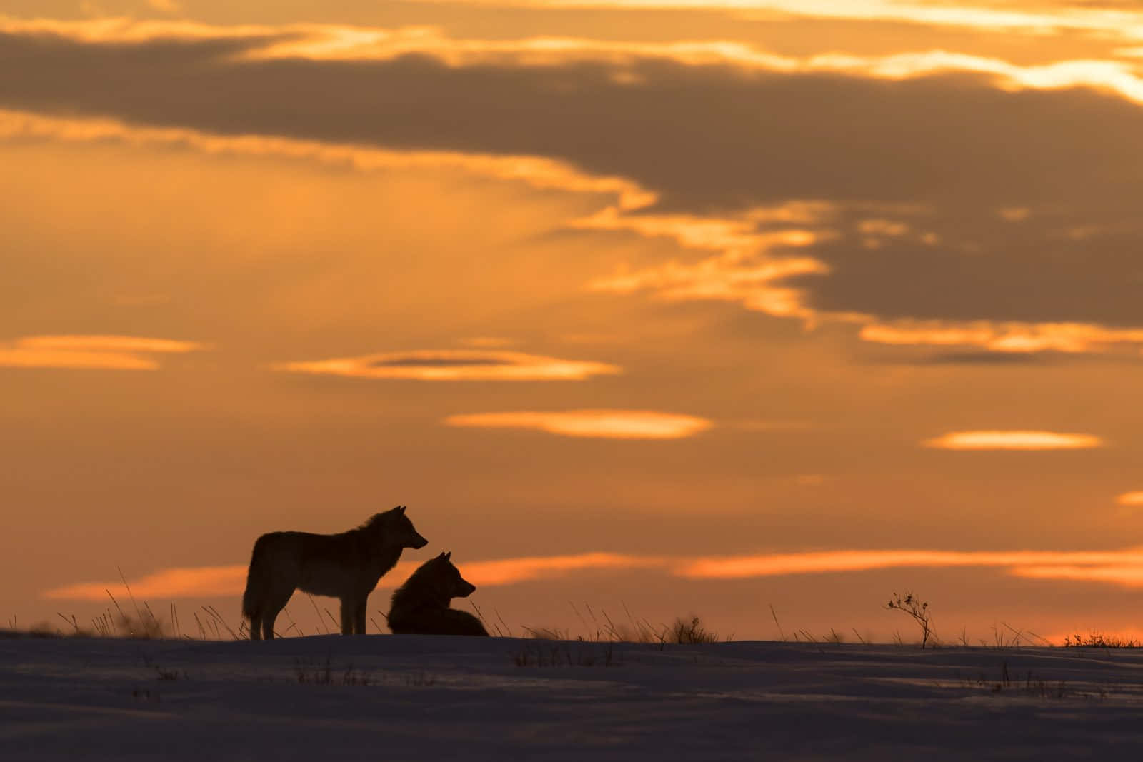 Wolf Silhouette 桌布 壁紙 — 兩隻狼在雪原上以火橙色日落天空為背景的剪影。