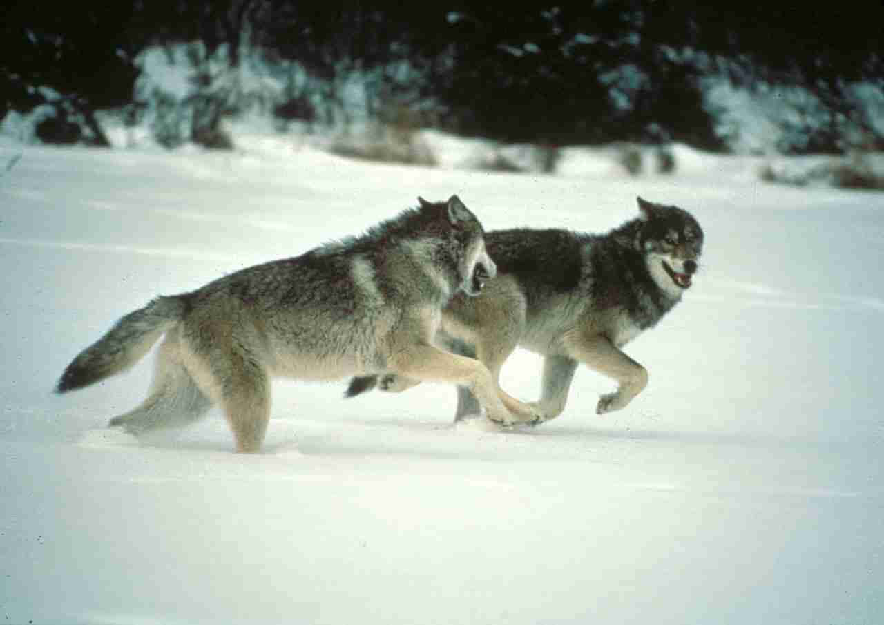 Hunting Wolves 桌布 壁紙 — 兩隻狼在雪地上奔跑，背景有深色的樹木。