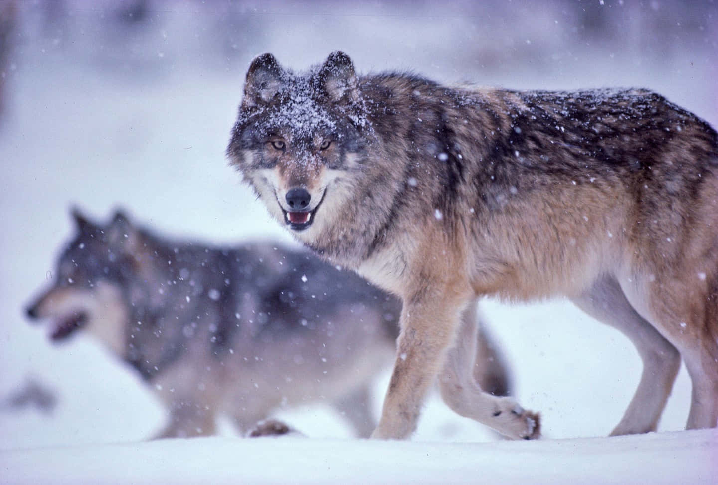 Wolf In Snow 桌布 壁紙 — 兩隻狼在雪地森林中大步前行，雪花在它們周圍飄舞，呈現冬日景象。