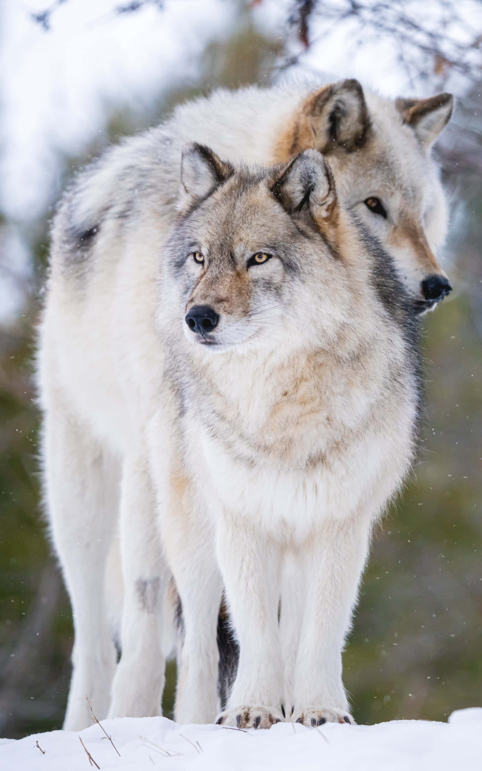 Alpha Wolf 桌布 壁紙 — 兩隻狼在雪地森林中警覺地站立，柔和光線穿過光禿的樹枝。