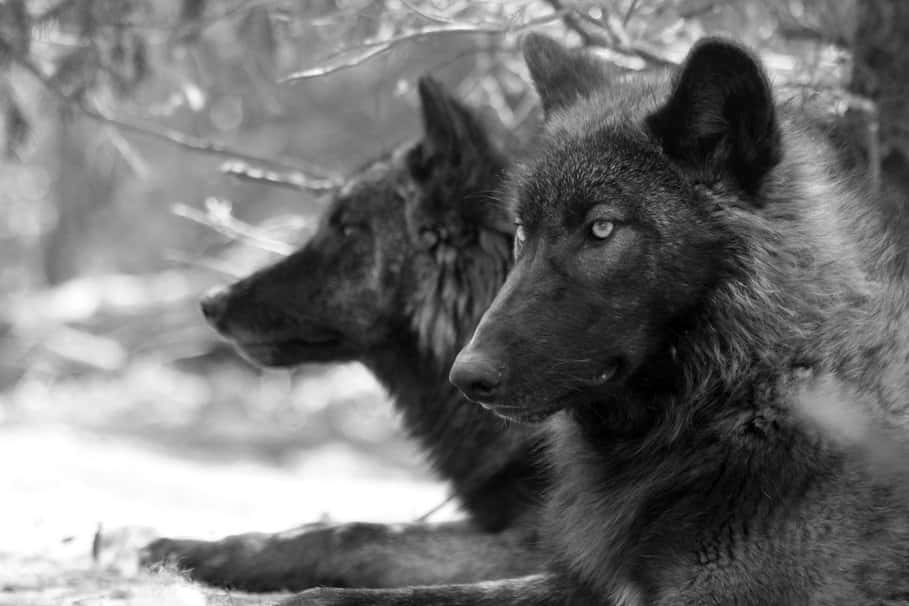 Timber Wolf 桌布 壁紙 — 兩隻狼在雪地樹林中休息，牠們專注的目光直視前方，形成一幅野生靜止的單色肖像。
