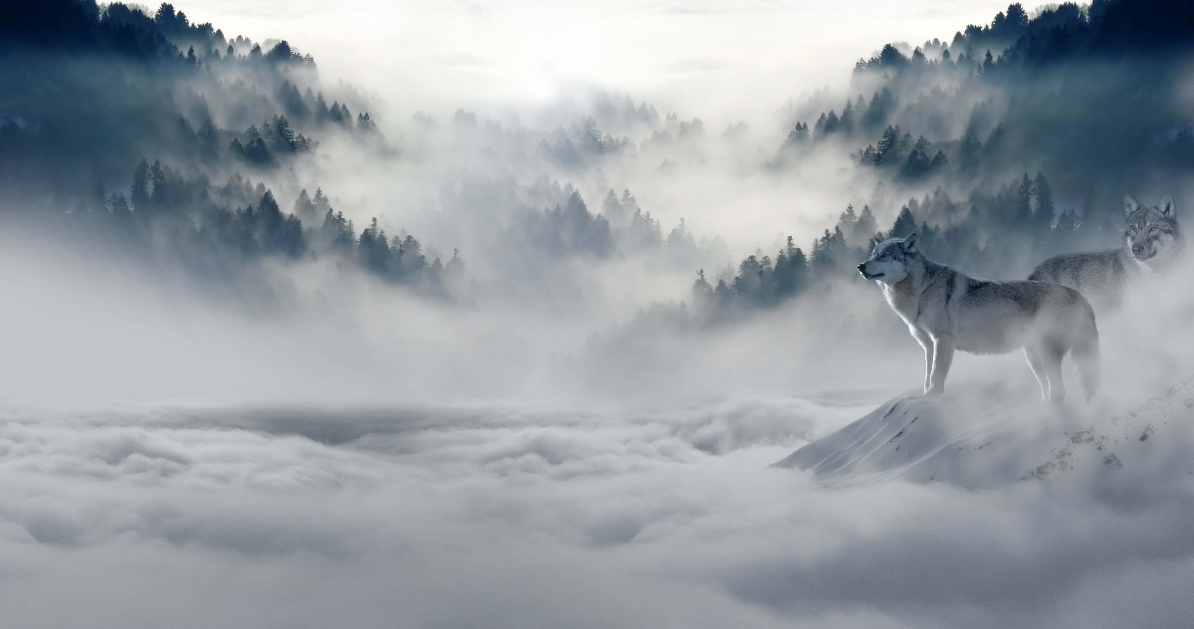 Wolf In Snow 桌布 壁紙 — 兩隻狼站在白雪覆蓋的山峰上，下方是雲海，背景是森林覆蓋的山脈。