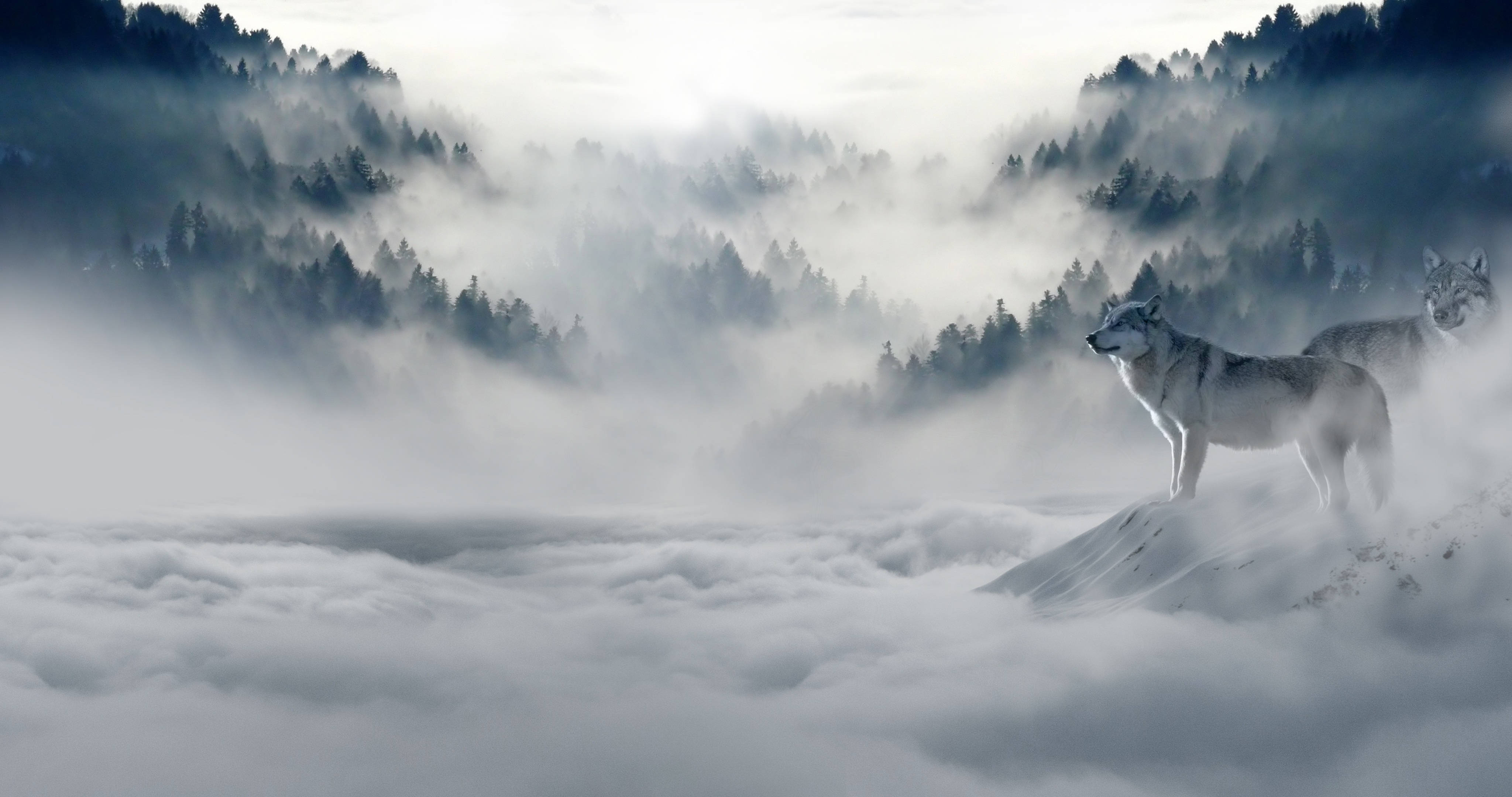 狼 桌布 壁紙 — 兩隻狼站在白雪覆蓋的山峰上，俯瞰著一片霧氣繚繞的雲海，背景是森林覆蓋的山脈。