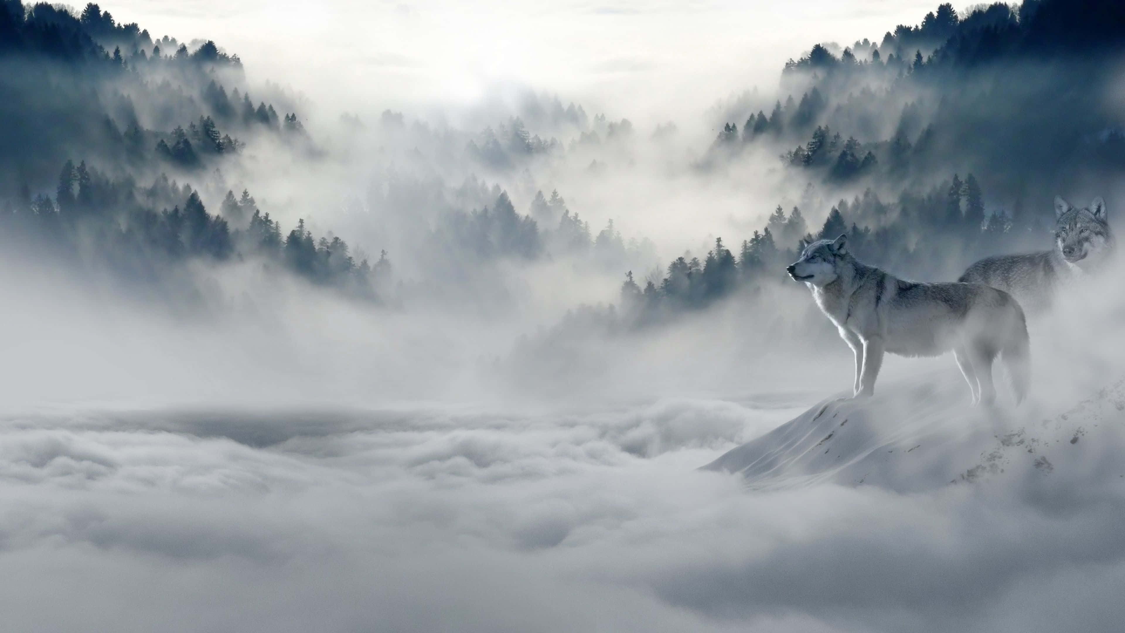 狼 桌布 壁紙 — 兩隻狼站在白雪覆蓋的山峰上，俯瞰著一片霧氣繚繞的雲海，背景是森林覆蓋的山脈。