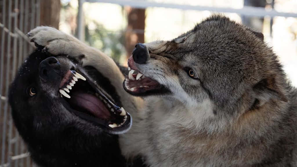wolfdog 桌布 壁紙 — 兩隻狼露出牙齒、舉起爪子，在鐵絲網後方緊張對峙。