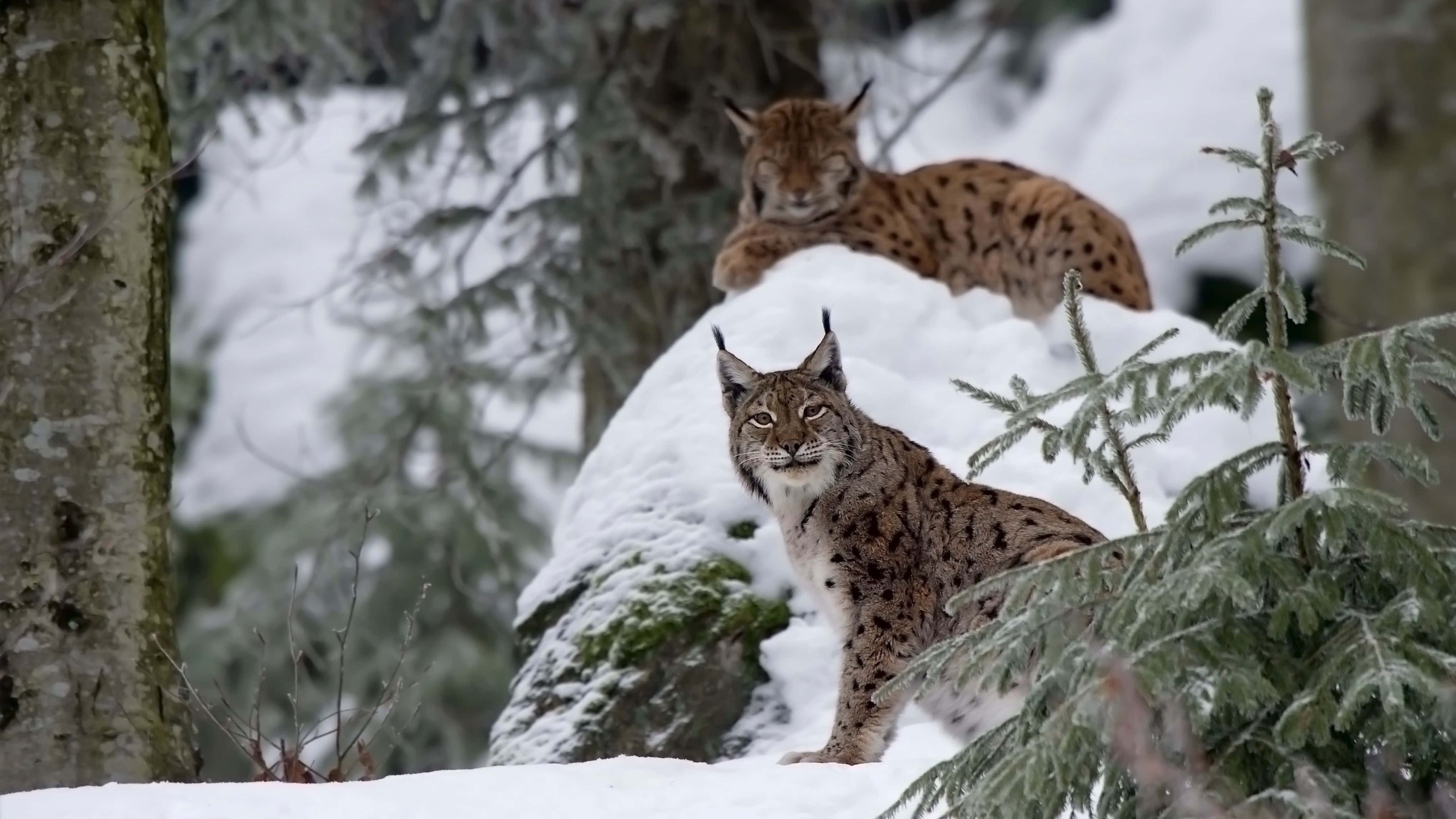 Cats 桌布 壁紙 — 兩隻猞猁在白雪覆蓋的岩石上休息，身處霜凍的常綠森林中，其中一隻直視鏡頭。