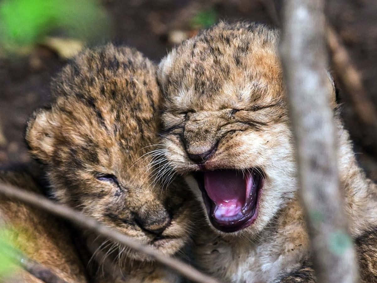 Baby Lion 桌布 壁紙 — 兩隻獅子幼崽依偎在一起，一隻張大嘴巴打呵欠，另一隻在森林灌木叢中安詳地睡著。