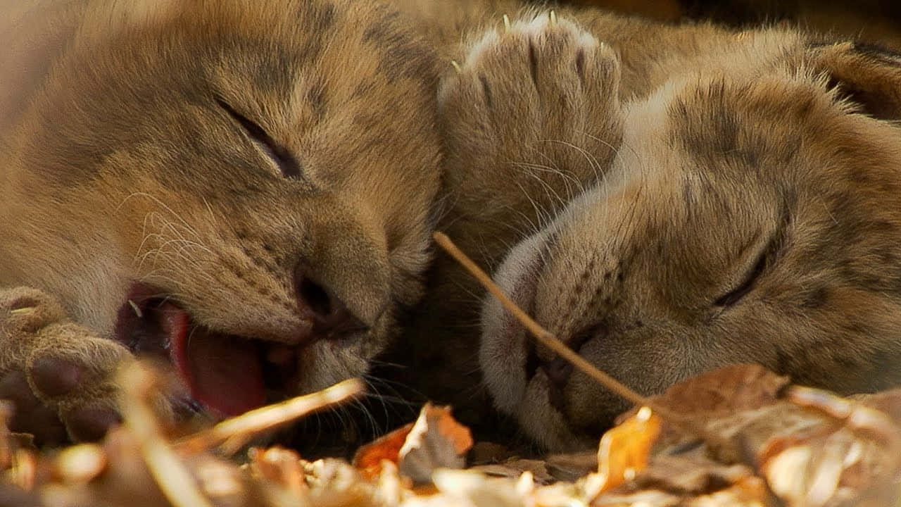 Baby Lion 桌布 壁紙 — 兩隻獅子幼崽在乾葉中平靜地小睡，其中一隻在柔和的金色光芒中打哈欠。
