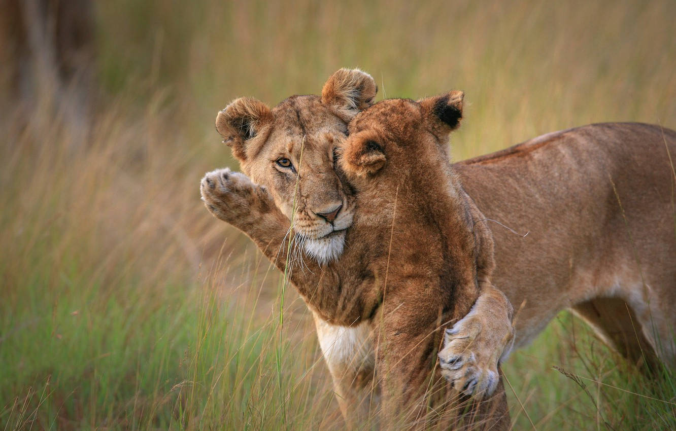 Baby Lion 桌布 壁紙 — 兩隻獅子幼崽在柔和的自然光下，在高高的金色草叢中嬉戲摔跤。