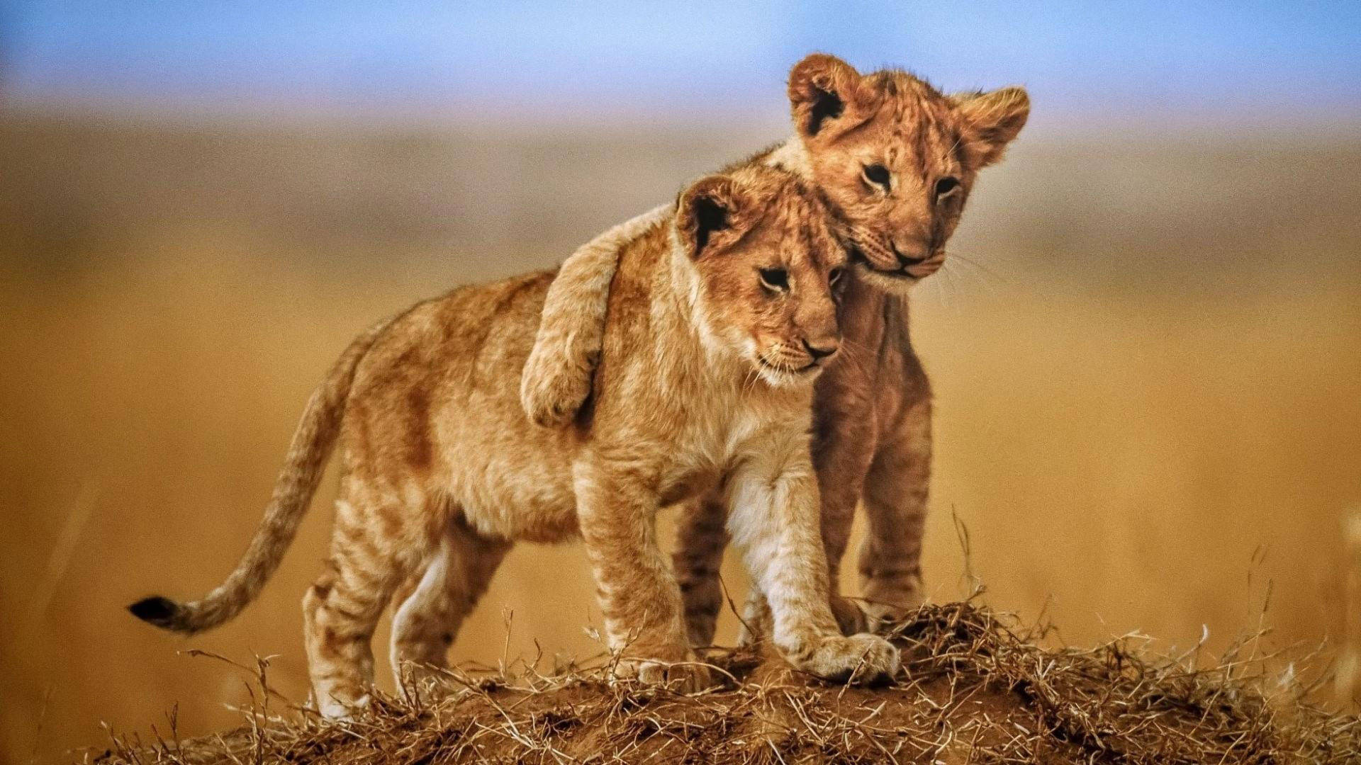 Cub 桌布 壁紙 — 兩隻獅子幼崽在柔軟藍天下的金色稀樹草原上，靠近一個乾草堆站立。