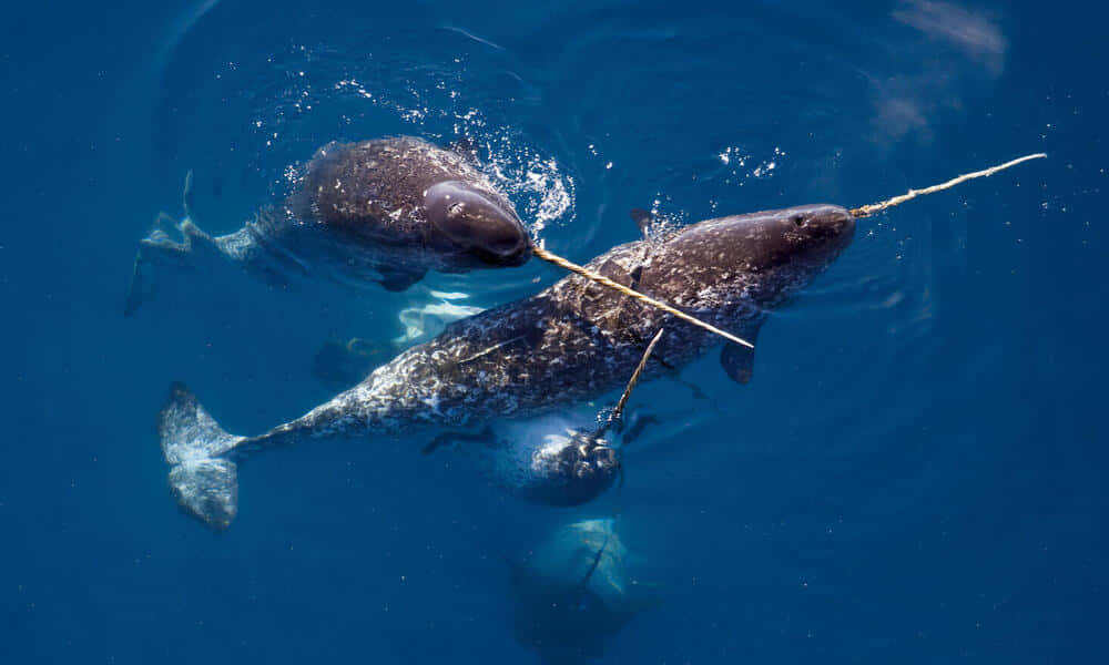 Narwhal 桌布 壁紙 — 兩隻獨角鯨在深藍色海水中優雅地游動，牠們長長的象牙狀牙齒清晰可見。