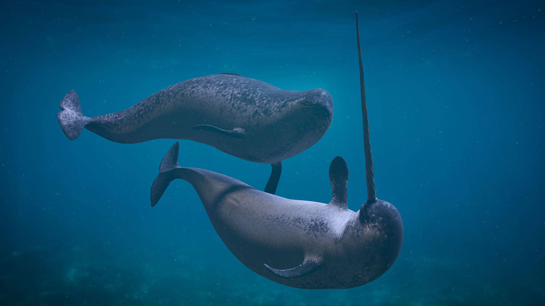 Narwhal 桌布 壁紙 — 兩隻獨角鯨在深藍色海洋中優雅滑行，牠們長長的螺旋狀長牙在寧靜的水下動作中向上指著。