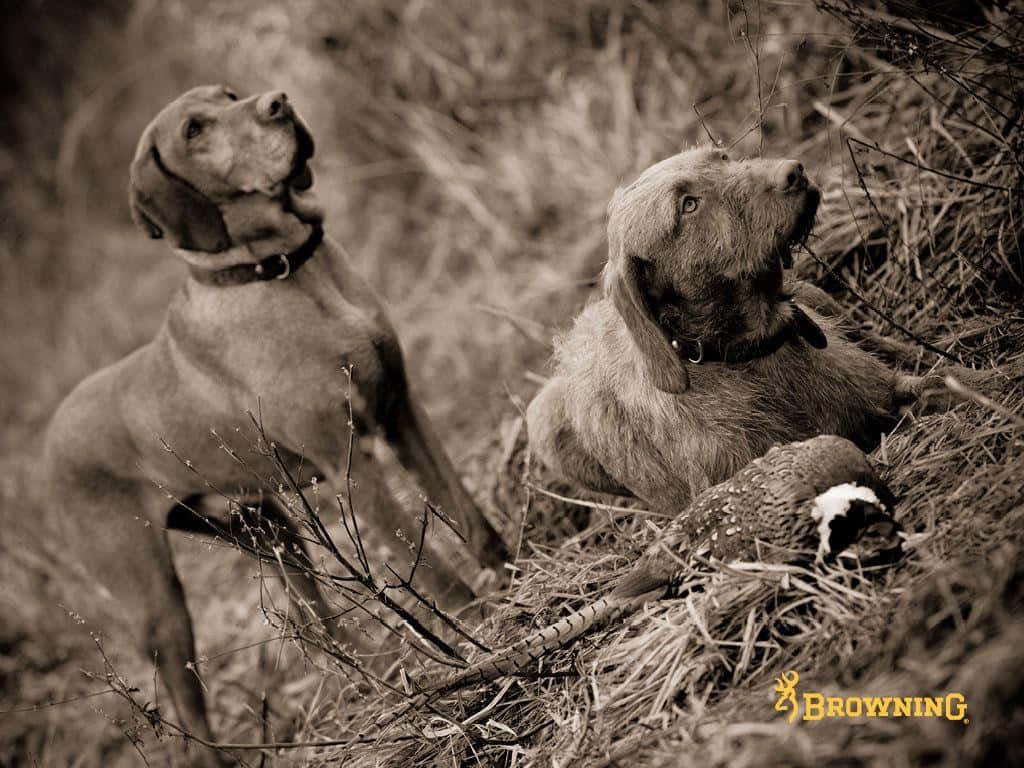 Browning Desktop 桌布 壁紙 — 兩隻獵犬以棕褐色調專注地向上凝視，旁邊是高草叢中一隻倒下的雉雞。