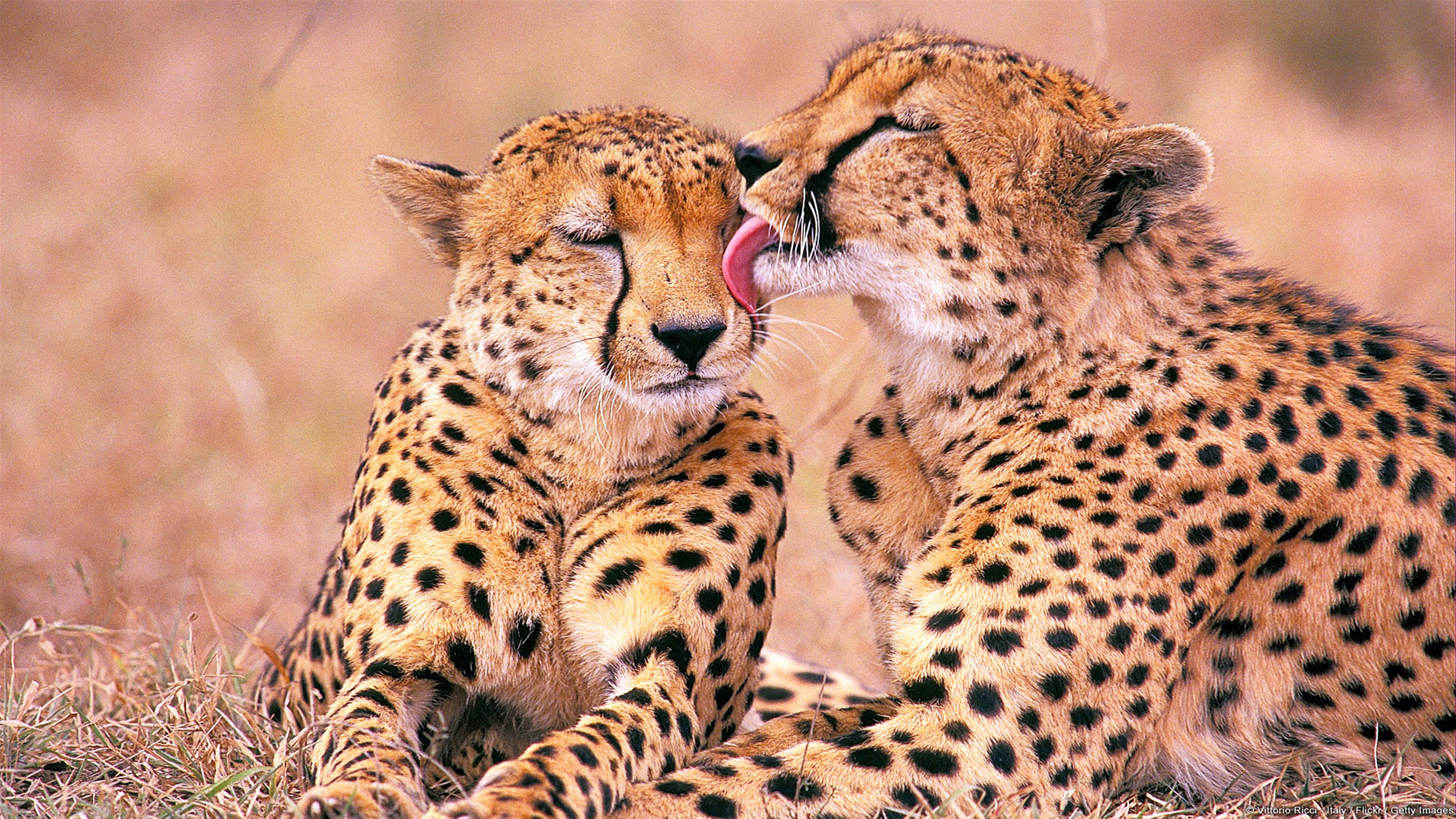 Cheetah 桌布 壁紙 — 兩隻獵豹在陽光照耀的草原上分享溫馨時刻，其中一隻輕輕舔舐另一隻的臉。