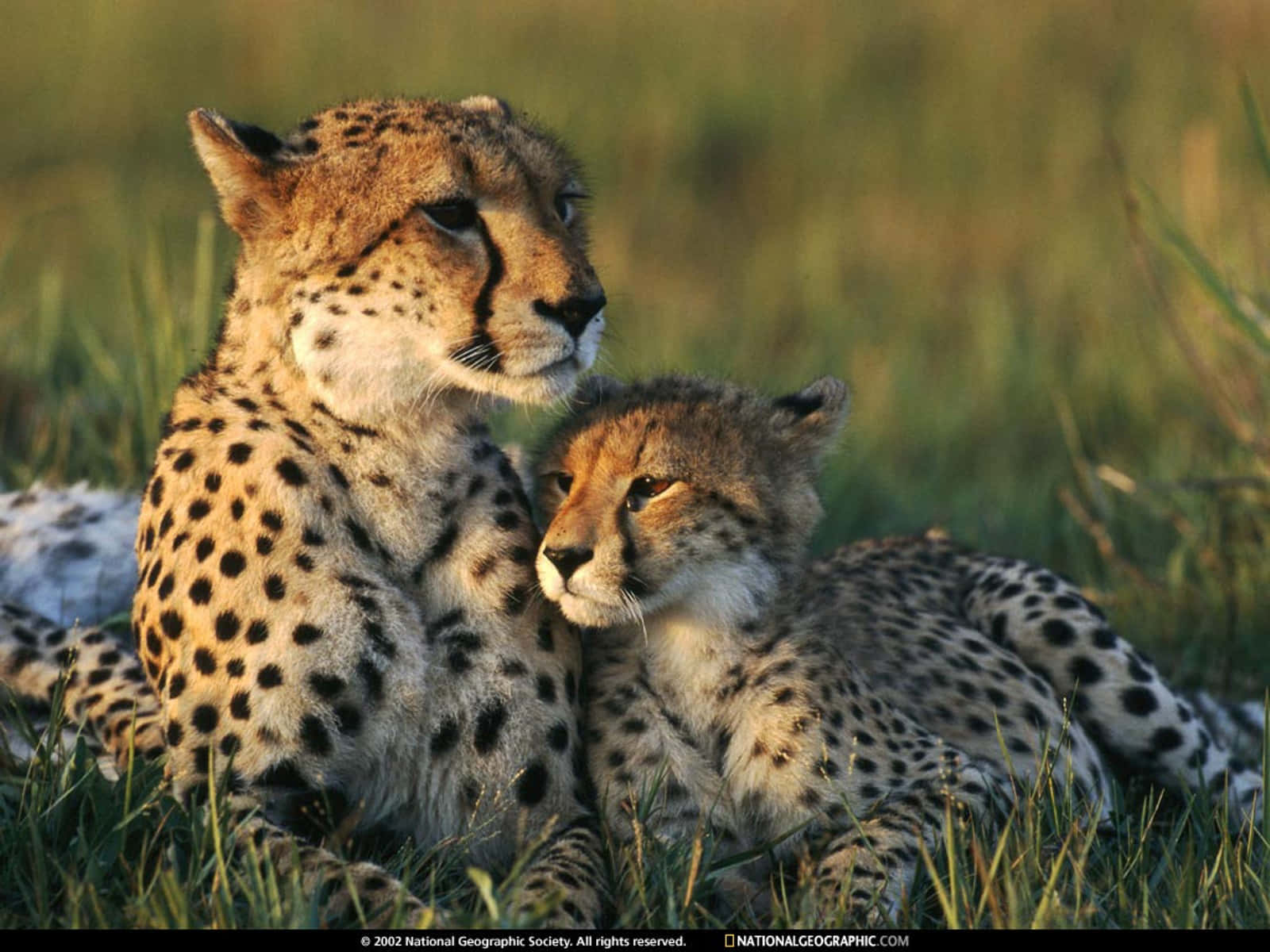 Baby Cheetah 桌布 壁紙 — 兩隻獵豹在高草叢中緊密休息，沐浴在溫暖的金色光線中。