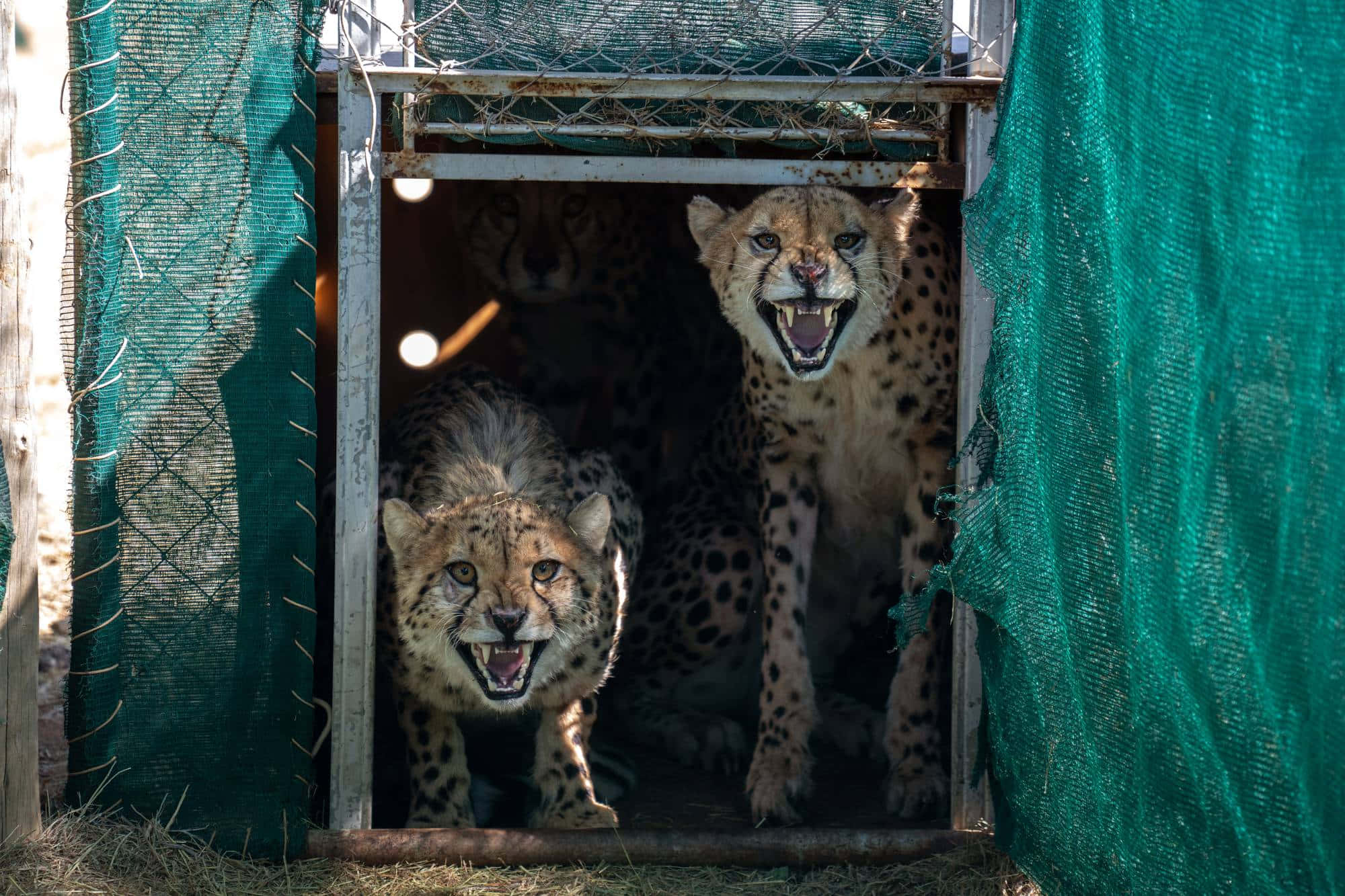 獵豹 桌布 壁紙 — 兩隻獵豹從綠色網狀圍欄內猛烈咆哮，陽光在她們斑點皮毛上投下陰影。