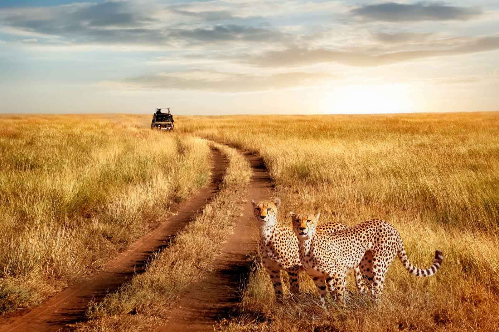 Tanzania 桌布 壁紙 — 兩隻獵豹警覺地站在金色稀樹草原草叢中的一條泥路旁，一輛野生動物觀光車在柔和的日落天空下靠近。