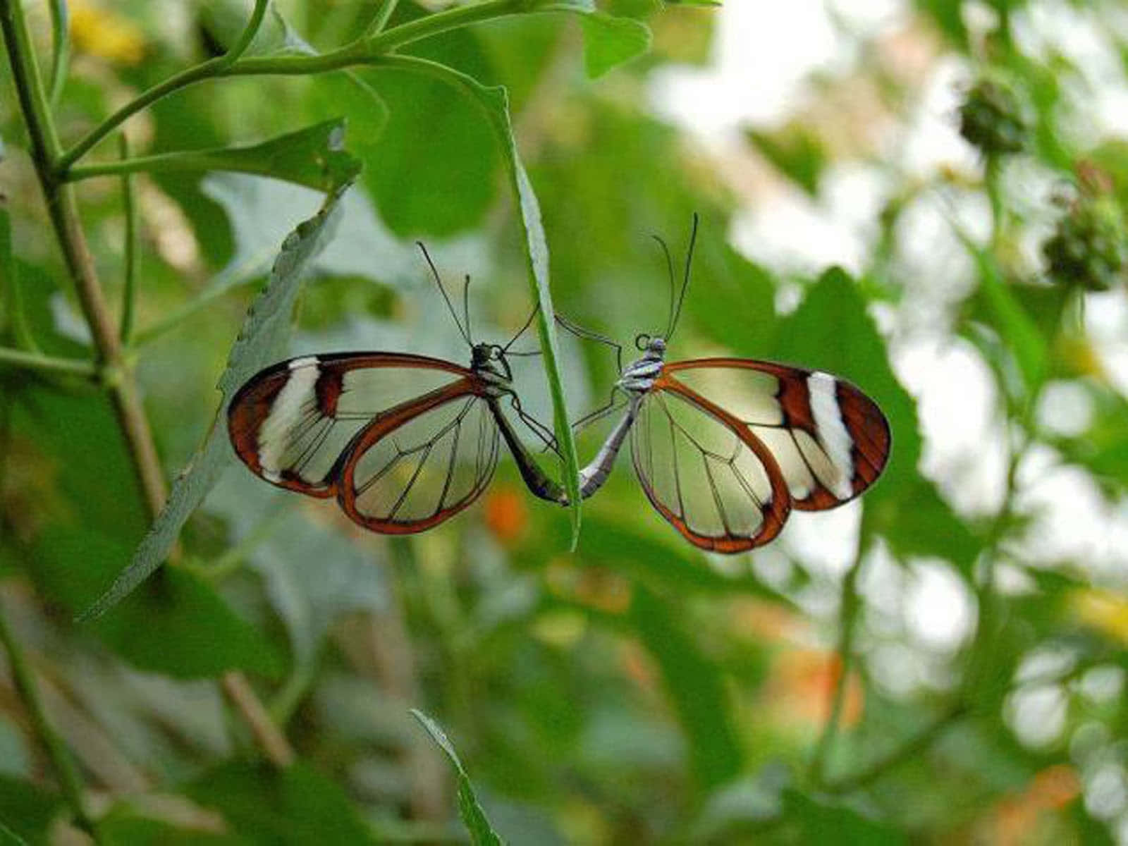 Butterfly Watching 桌布 壁紙 — 兩隻玻璃翼蝶緊貼在一片葉子上，半透明的翅膀邊緣帶有橙色和白色，襯托著茂密的綠色樹葉。