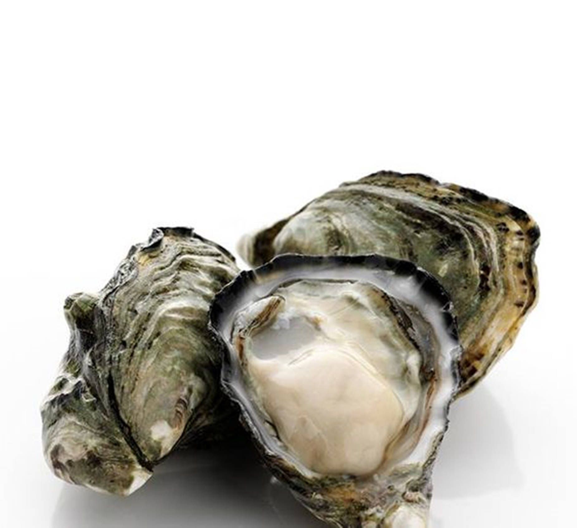 貝殼 桌布 壁紙 — 兩隻生蠔，其中一隻打開，露出奶油狀的肉，襯在純白背景上。