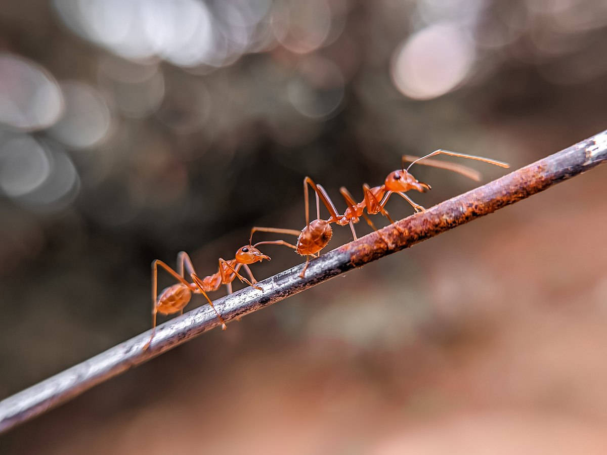 ant 桌布 壁紙 — 兩隻略帶紅色的螞蟻排成一列，沿著一條生鏽的金屬線爬行，背景柔和模糊。