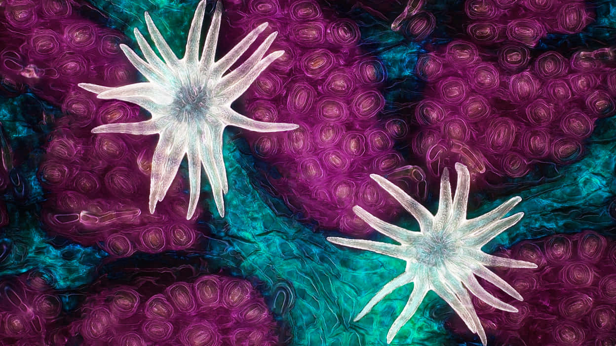 Microscopic 桌布 壁紙 — 兩隻發光的白色海星漂浮在旋轉的紫色和藍綠色珊瑚狀結構中，構成超現實的水下場景。
