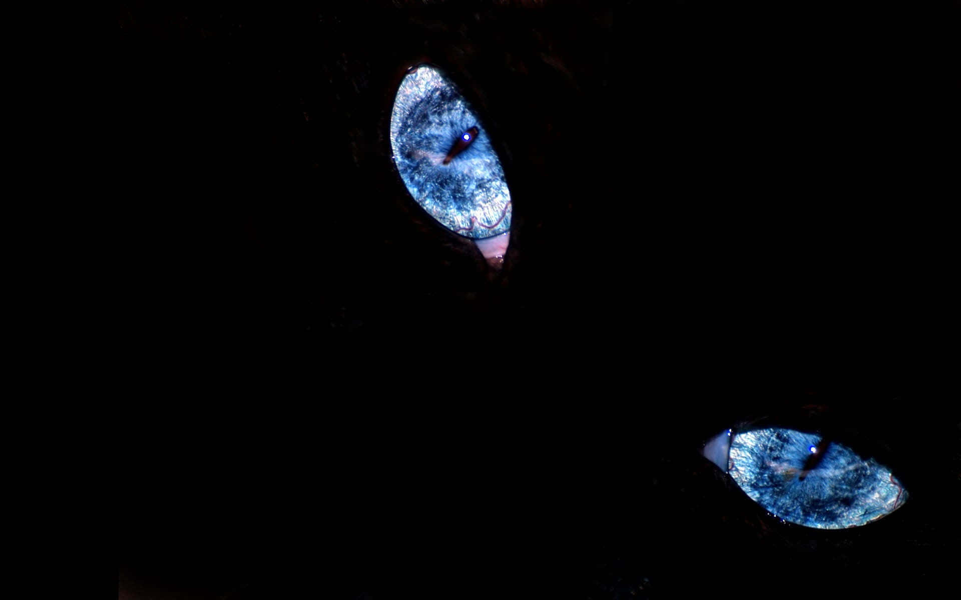 Cat Eyes 桌布 壁紙 — 兩隻發光的藍色貓眼從完全黑暗中窺視，形成令人毛骨悚然的親密特寫。