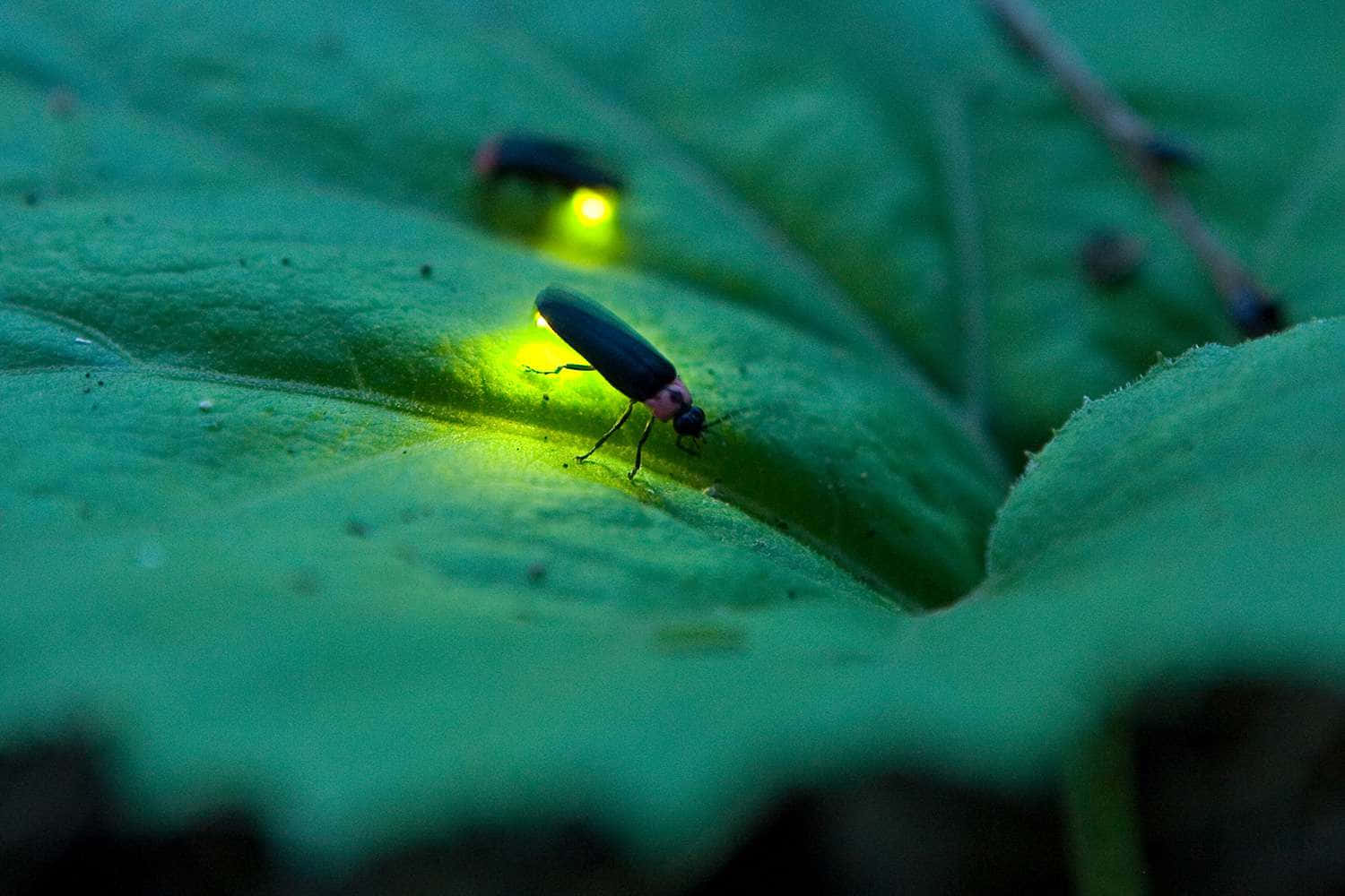 firefly 桌布 壁紙 — 兩隻發光的螢火蟲在黑暗的森林中照亮一片大綠葉。