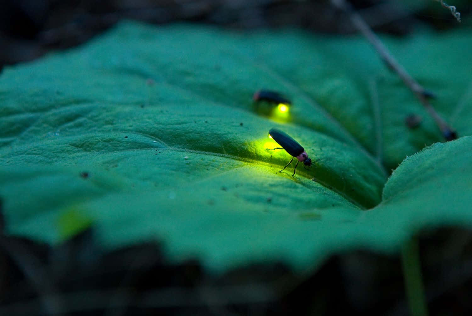 firefly 桌布 壁紙 — 兩隻發光的螢火蟲照亮了黑暗森林地面上一片大綠葉。