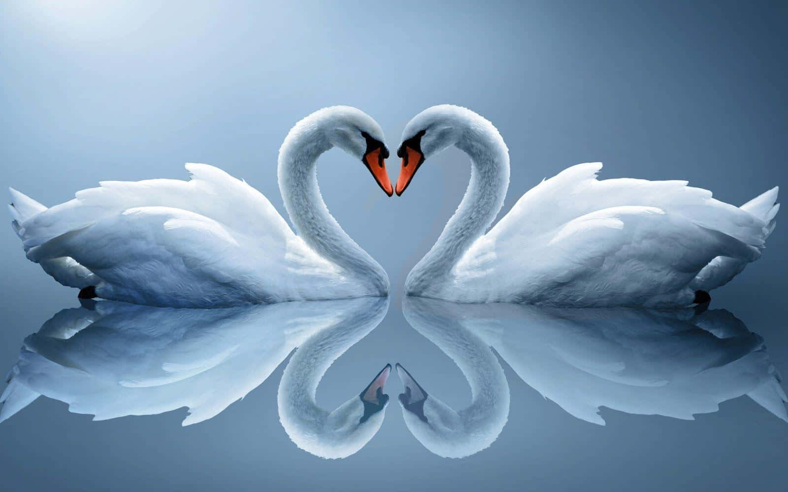 Beautiful Love 桌布 壁紙 — 兩隻白天鵝在平靜的水面上，在柔和的藍光下，優雅地用頸部形成一個心形。