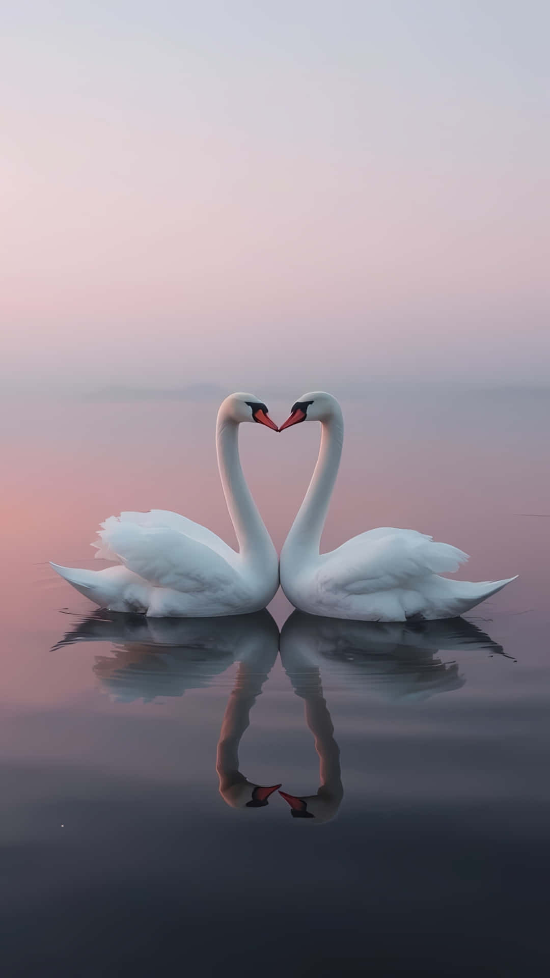 Romantic Swans Forming Heart on Calm Lake 壁紙 — 兩隻白天鵝在平靜的水面上相對，用脖子形成心形，背景是粉紅色的暮色天空。