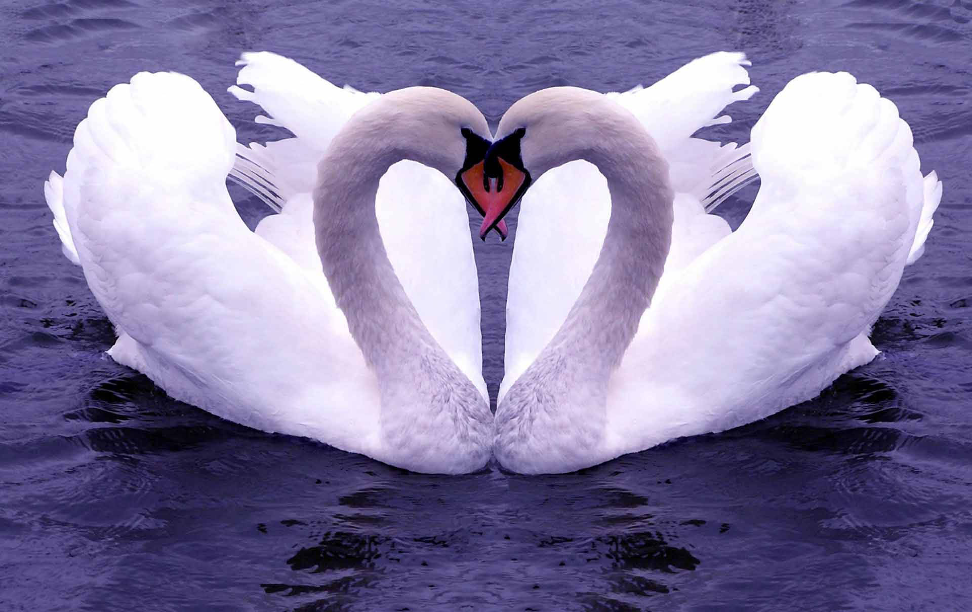 Nature Love 桌布 壁紙 — 兩隻白天鵝在平靜的紫色水面上優雅地用脖子形成一個心形。