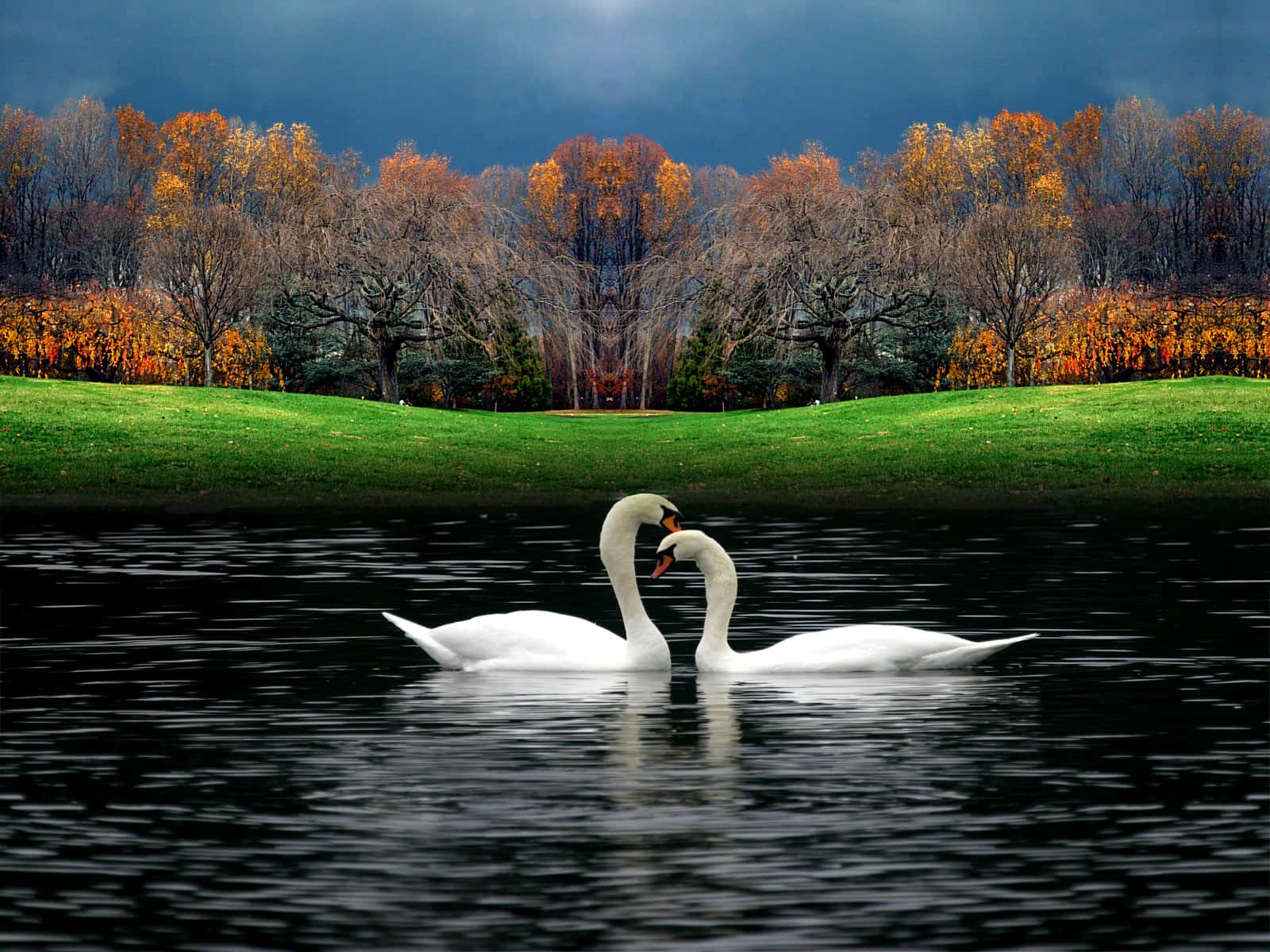 Swan 桌布 壁紙 — 兩隻白天鵝在風暴天空下的黑暗池塘上優雅地滑行，秋天的樹木閃耀著橙色和綠色。