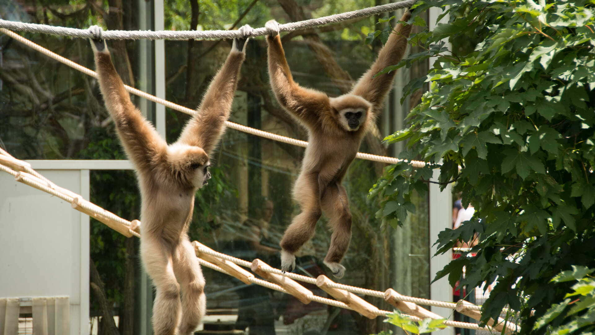 1080p Gibbon 桌布 壁紙 — 兩隻白掌長臂猿在陽光明媚的圍欄中，於茂密綠葉間優雅地在粗繩之間擺盪。