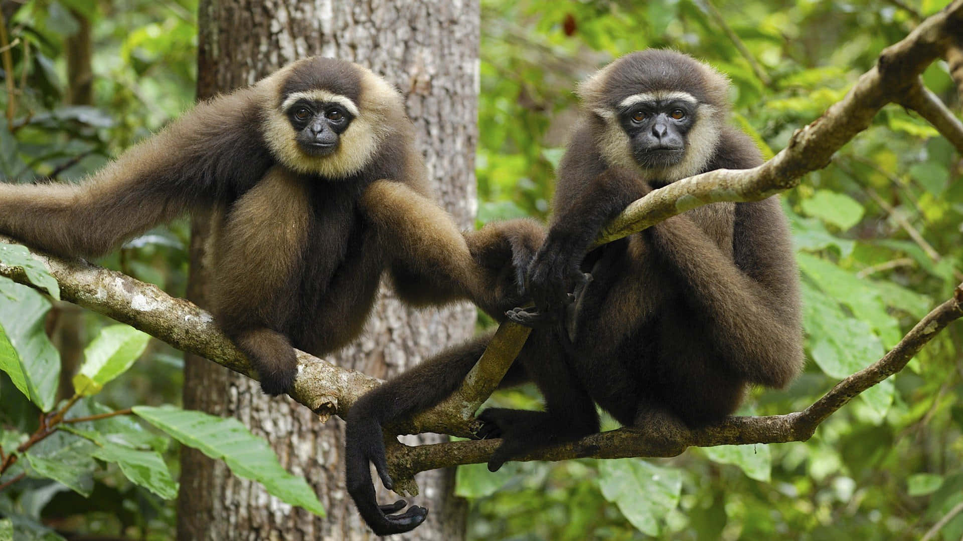 HD Gibbon 桌布 壁紙 — 兩隻白掌長臂猿棲息在茂密綠色叢林的樹枝上，專注地凝視著鏡頭。