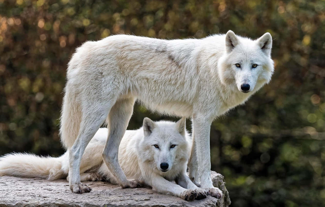 White Wolf 桌布 壁紙 — 兩隻白狼，一隻站立，一隻躺臥在岩石上，背後是模糊的秋日森林。