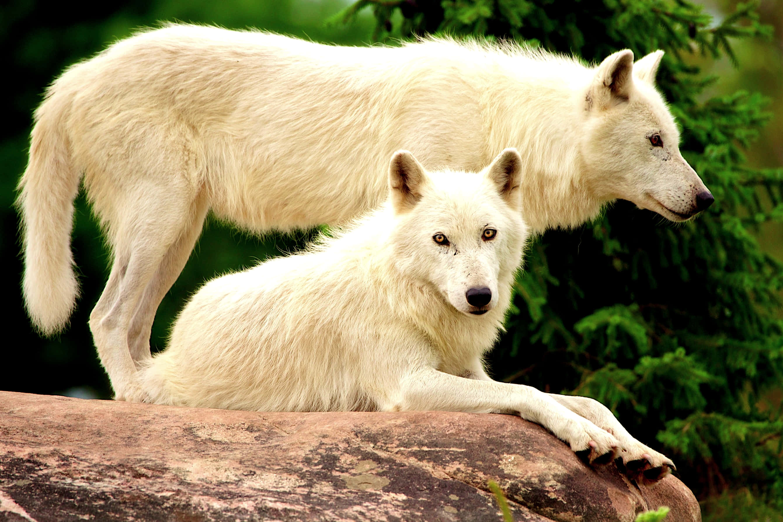 Alpha Wolf 桌布 壁紙 — 兩隻白狼，一隻站立，一隻躺臥在長滿苔蘚的岩石上，身後是茂密的綠樹。