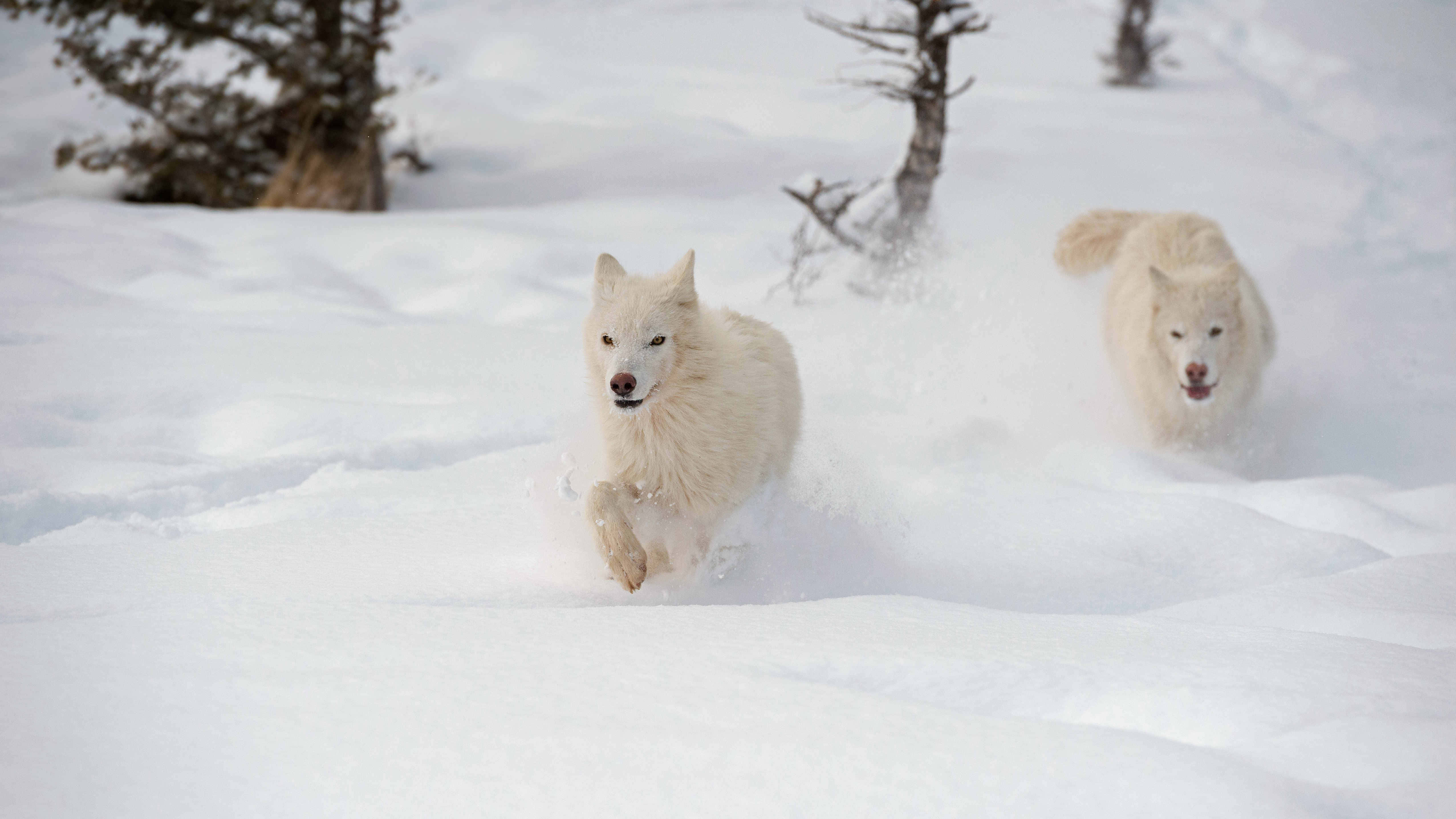 Wolf In Snow 桌布 壁紙 — 兩隻白狼在深雪中疾馳，雪花在牠們身後飛濺，穿越冬季森林追逐。