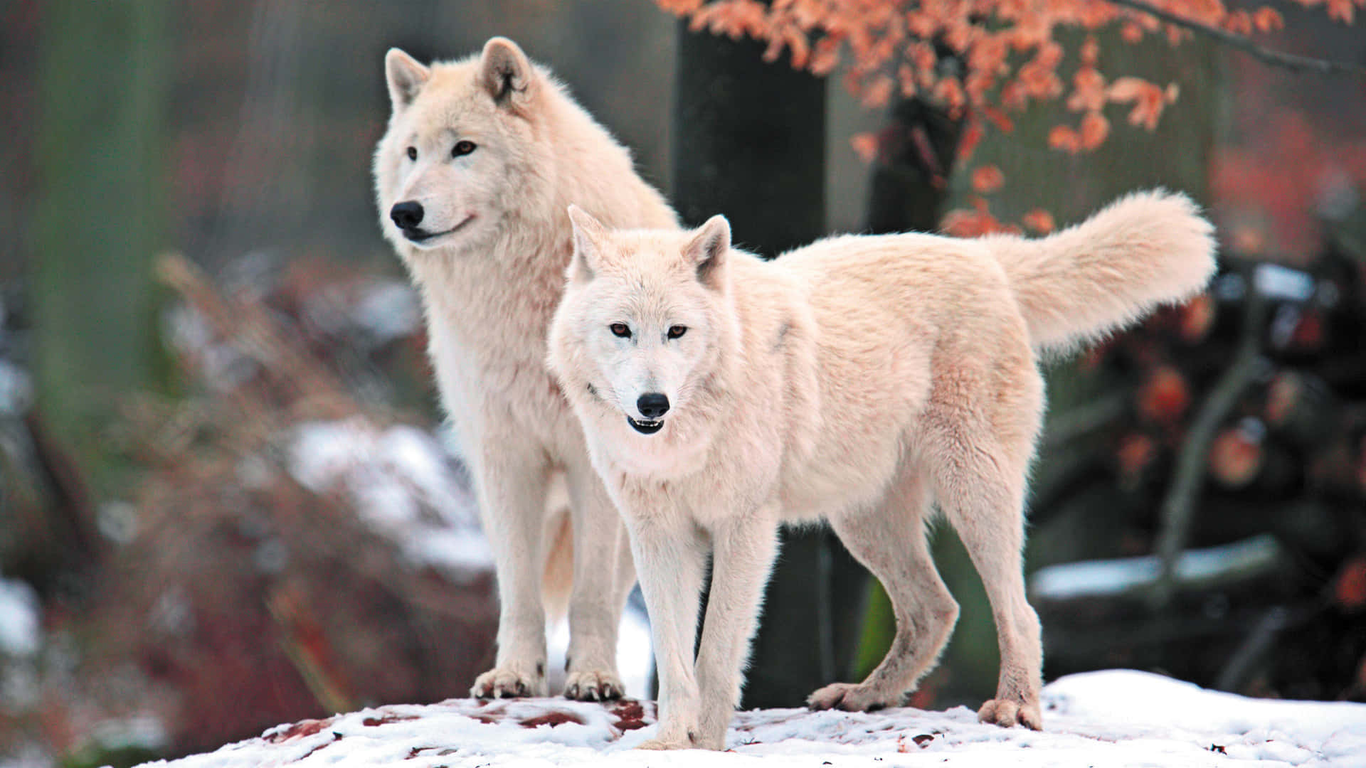 Arctic Wolf 桌布 壁紙 — 兩隻白狼在白雪覆蓋的小丘上警覺地站著，頭頂有秋葉，背景是清晰的冬季森林。
