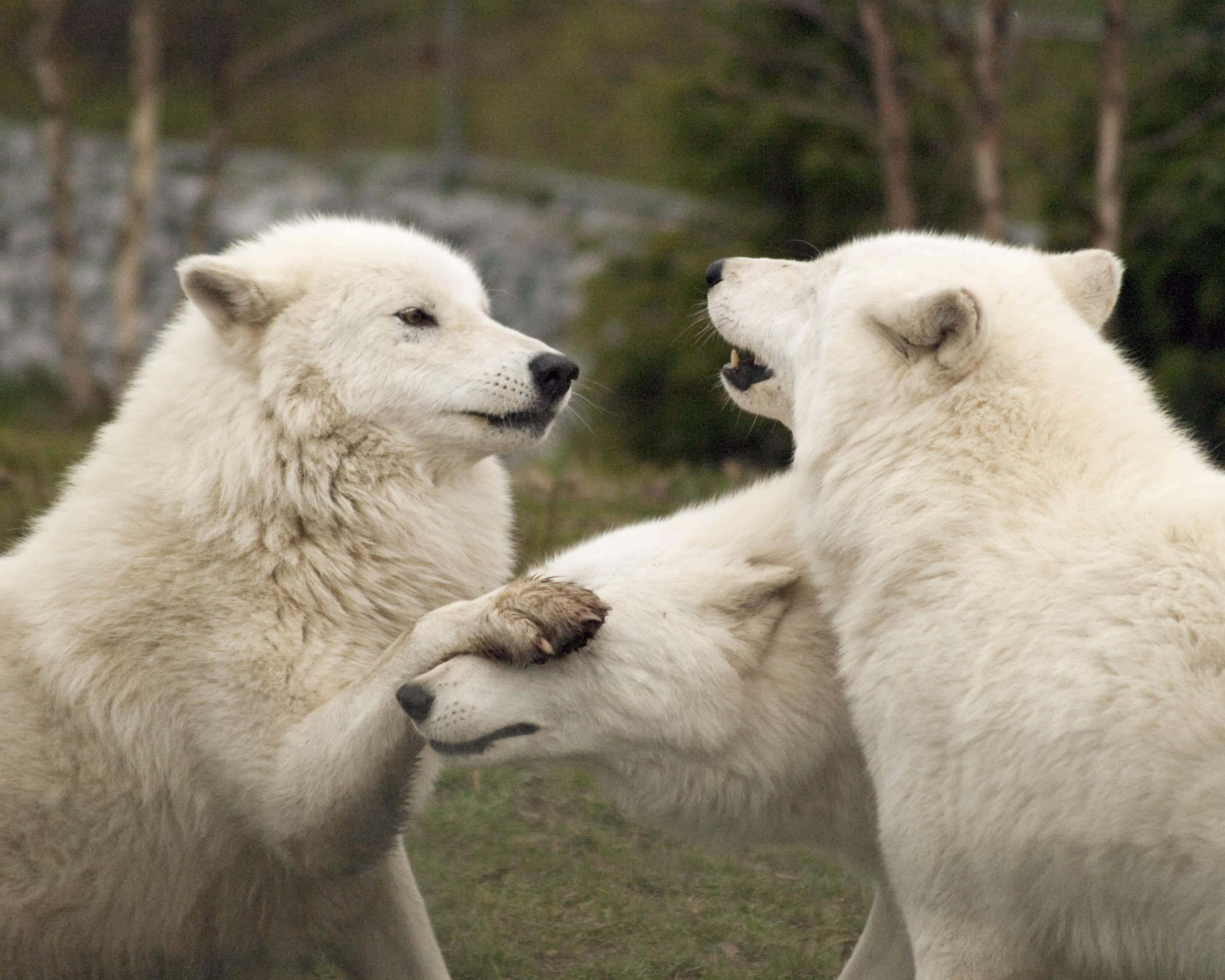 Arctic Wolf 桌布 壁紙 — 兩隻白狼在草地上進行動態的嬉戲打鬥，舉起爪子，張開嘴巴。