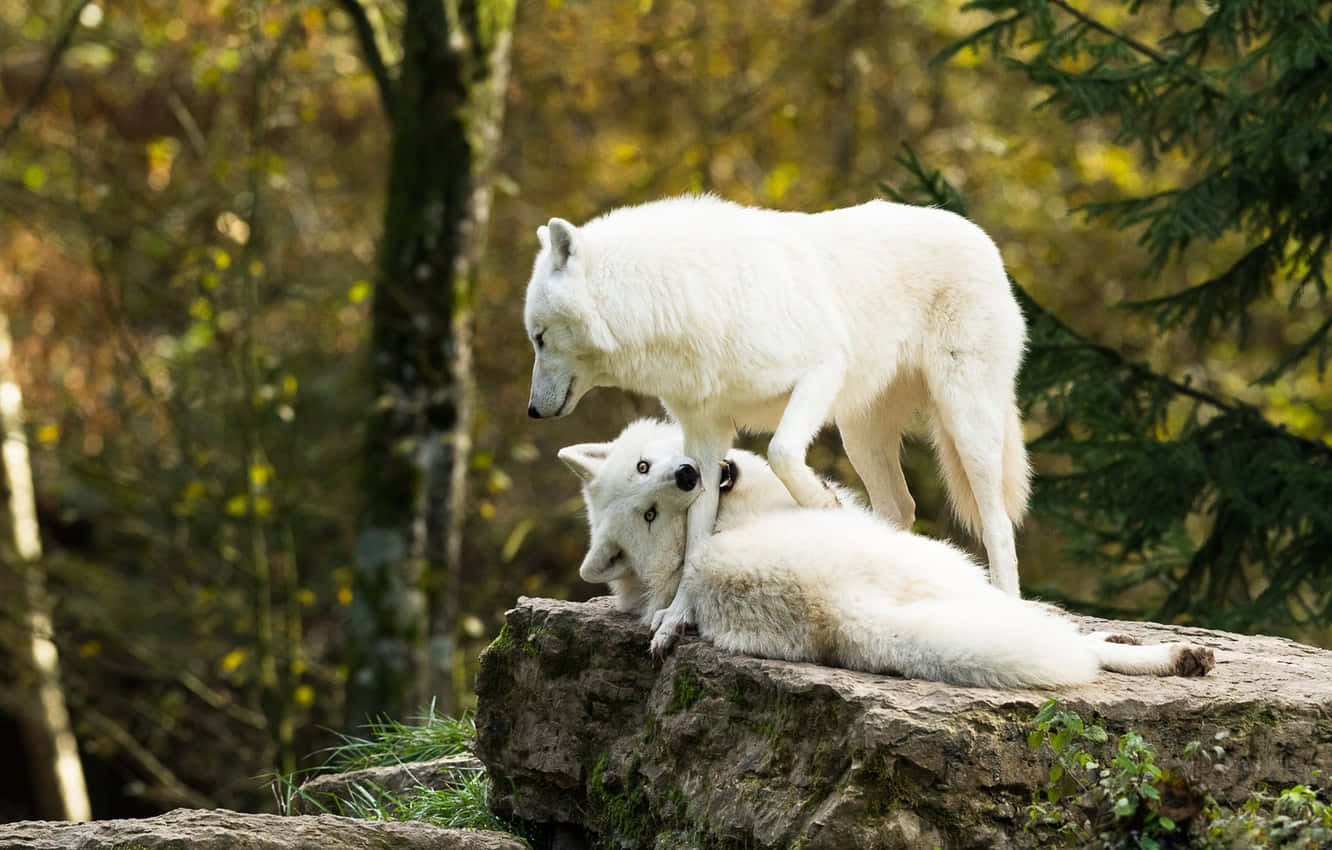 White Wolf 桌布 壁紙 — 兩隻白狼在陽光明媚的森林中長滿苔蘚的岩石上互動，周圍是秋日的樹木。