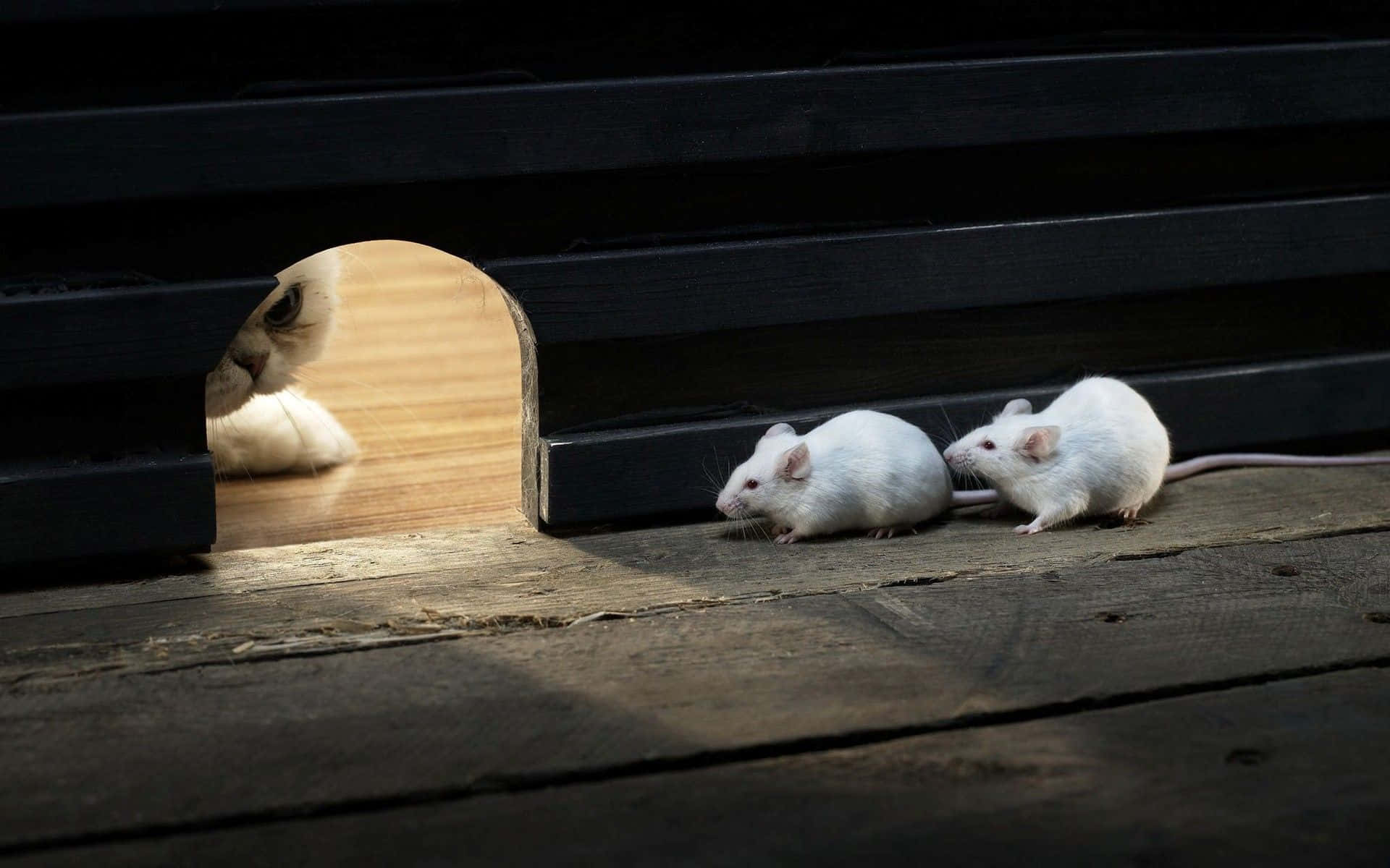 動物 桌布 壁紙 — 兩隻白老鼠小心翼翼地探索木地板，附近有一個深色板條結構，圓孔中露出貓爪。