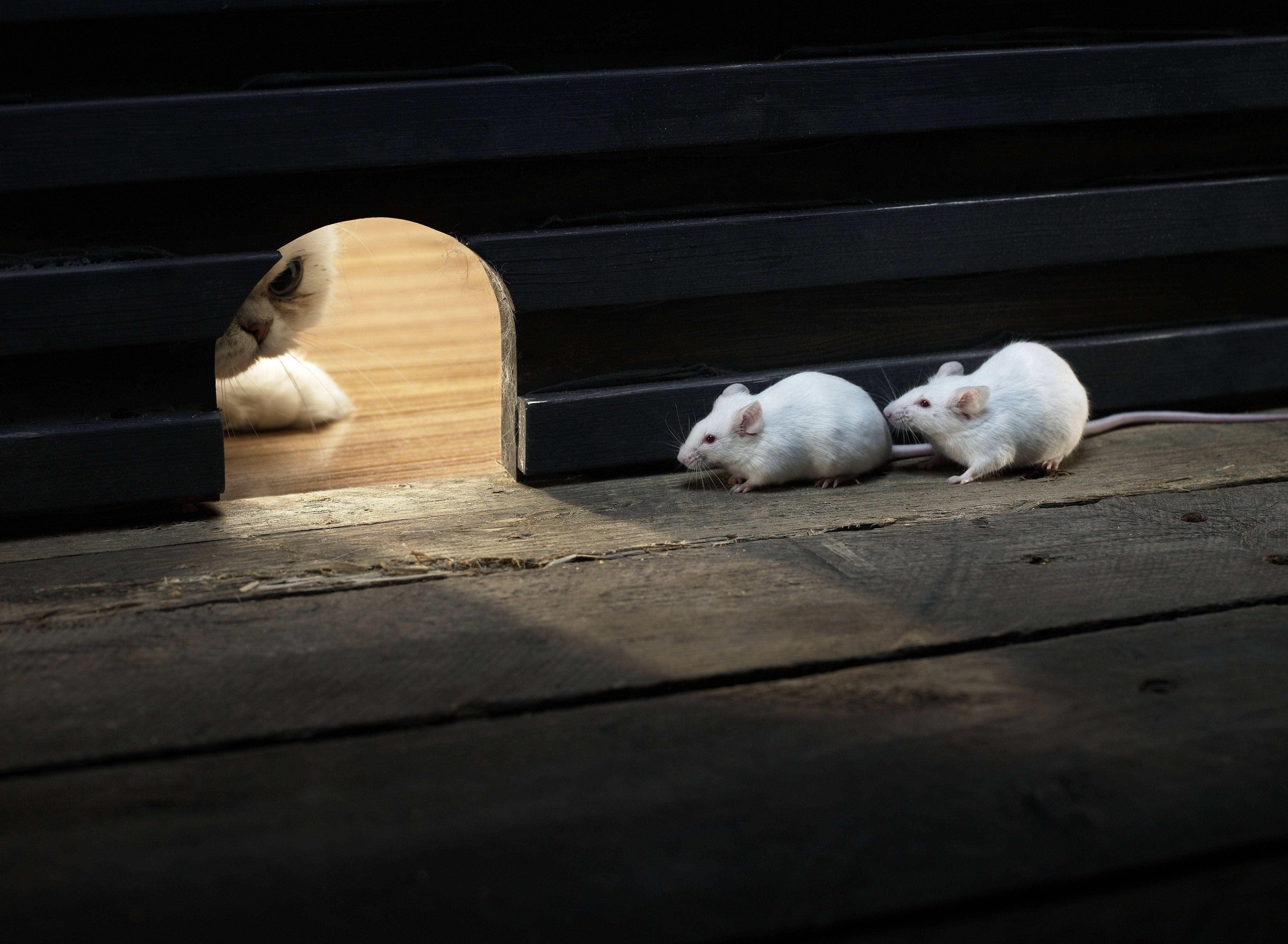 Mouse 桌布 壁紙 — 兩隻白老鼠小心翼翼地探索陽光普照的木地板，而一隻貓從深色木門框好奇地窺視。