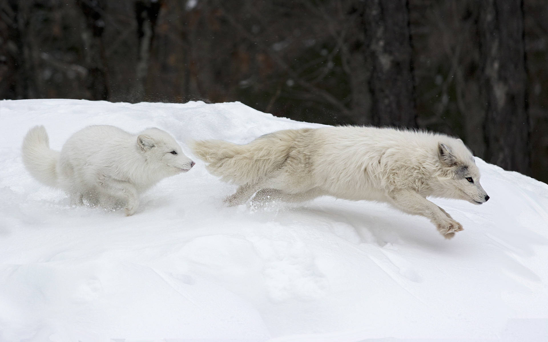 White Fox 桌布 壁紙 — 兩隻白色北極狐跳躍並嬉戲地追逐，越過白雪覆蓋的山坡，背景有深色樹木。
