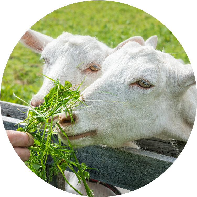 Cattle 桌布 壁紙 — 兩隻白色山羊靠在木柵欄上，吃著人類手在陽光明媚的田野中遞來的新鮮青草。